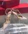 Valentino Garavani Rockstud Pumps Heels VRPH1146005 